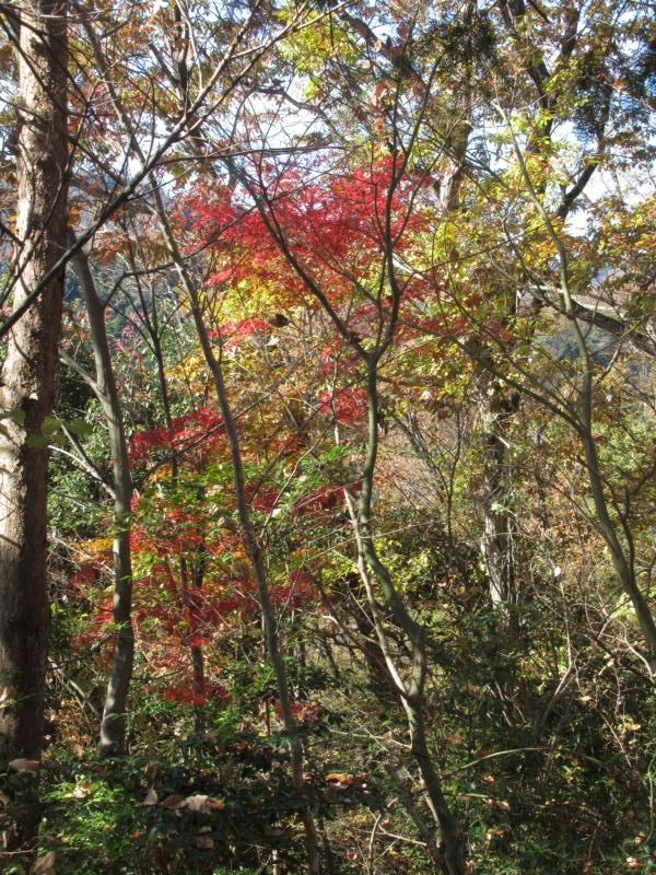 f:id:itablog:20201206110529j:plain