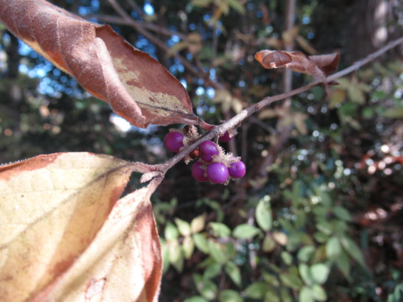 f:id:itablog:20201206110903j:plain