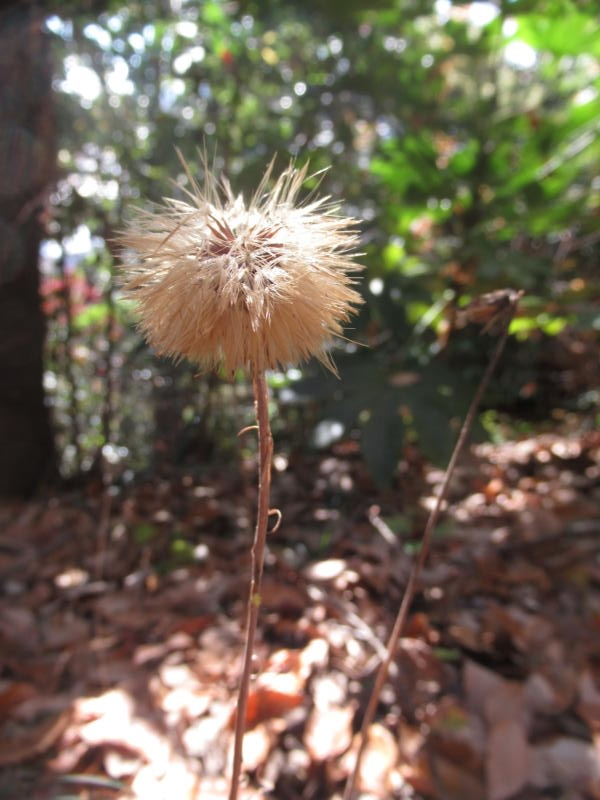 f:id:itablog:20201206111603j:plain