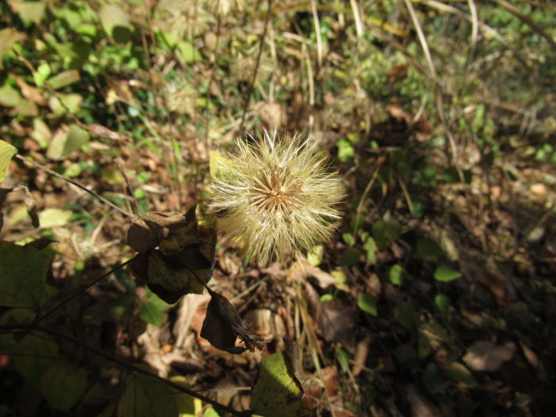 f:id:itablog:20201206112633j:plain