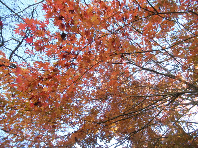 f:id:itablog:20201208112014j:plain