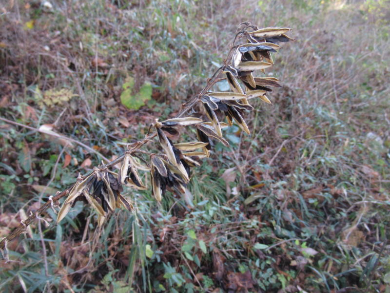 f:id:itablog:20201208130150j:plain