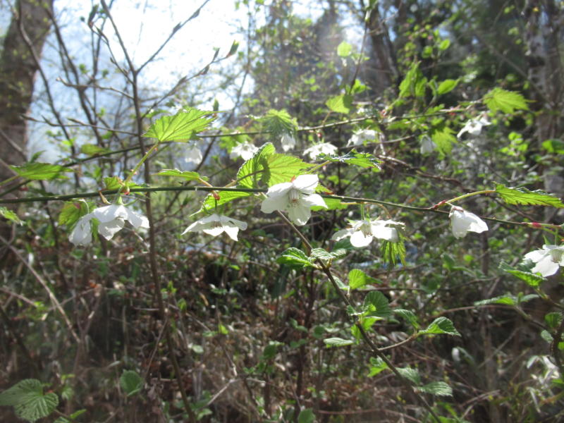 f:id:itablog:20210323115107j:plain