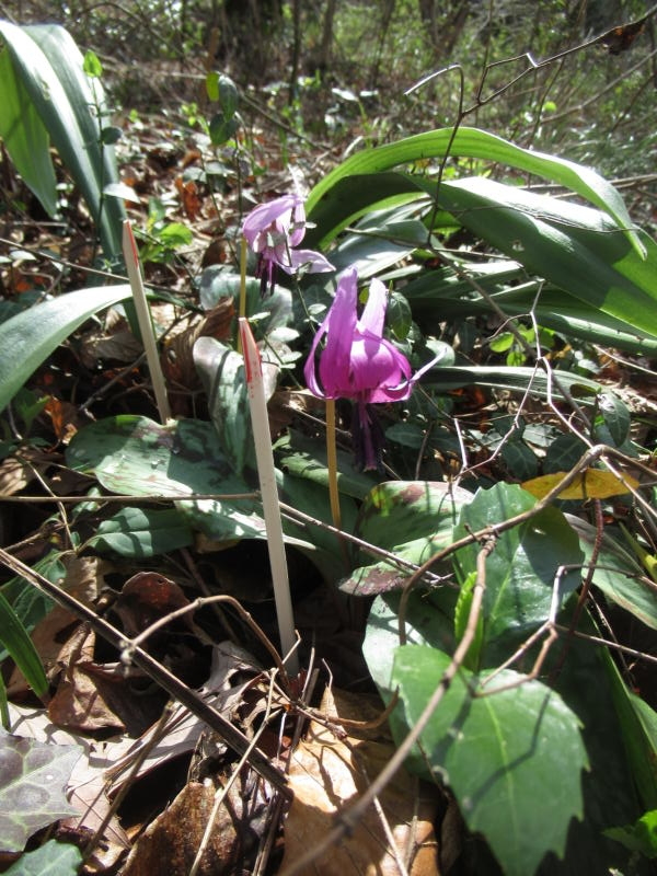 f:id:itablog:20210323132925j:plain