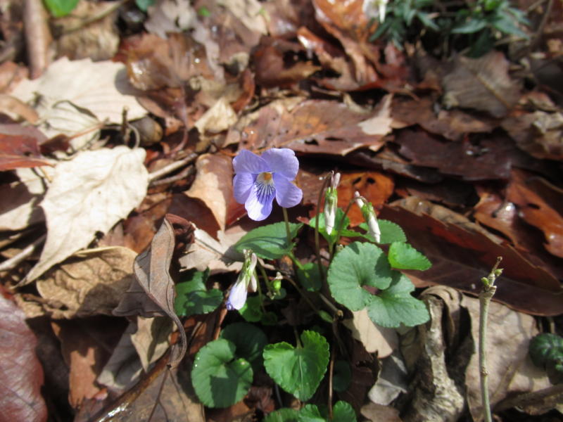 f:id:itablog:20210323133854j:plain