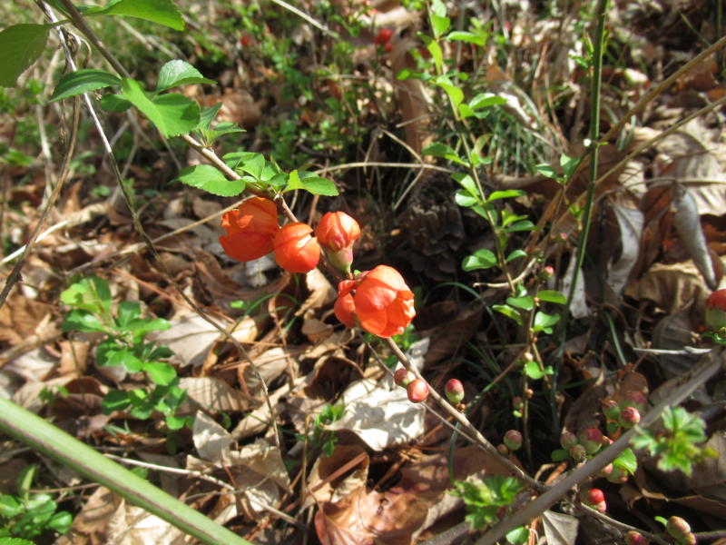 f:id:itablog:20210323134221j:plain