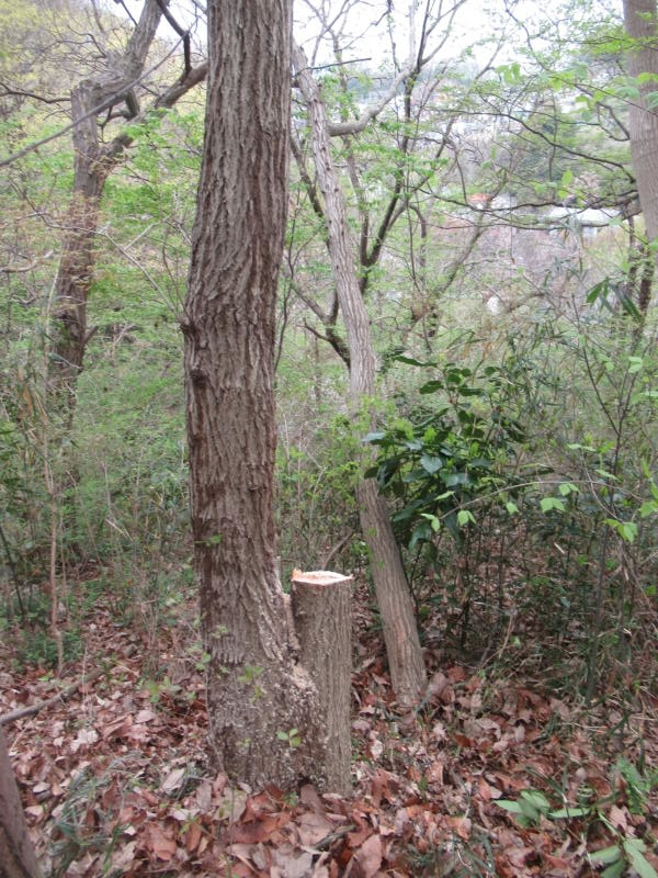 f:id:itablog:20210330104720j:plain