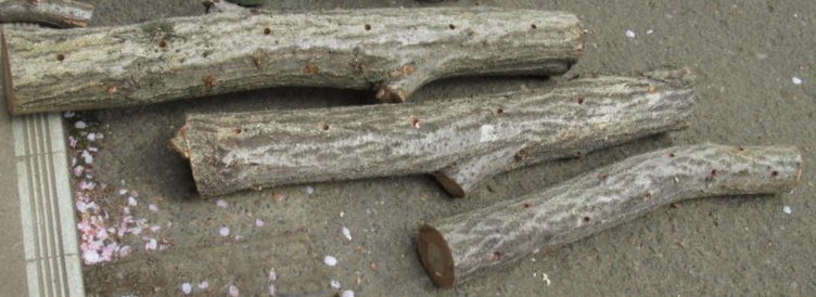 f:id:itablog:20210330123026j:plain