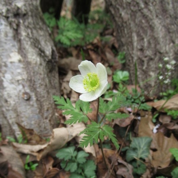 f:id:itablog:20210330124955j:plain