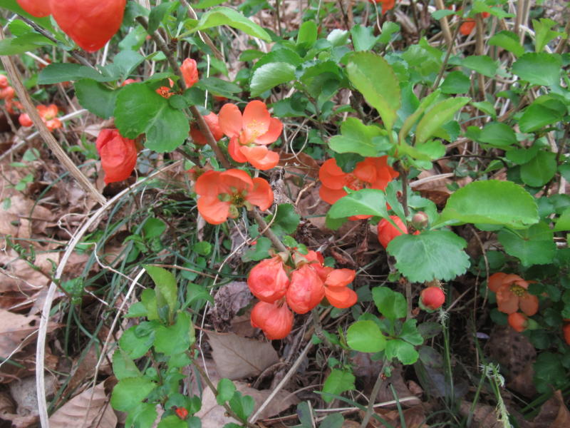 f:id:itablog:20210330133733j:plain