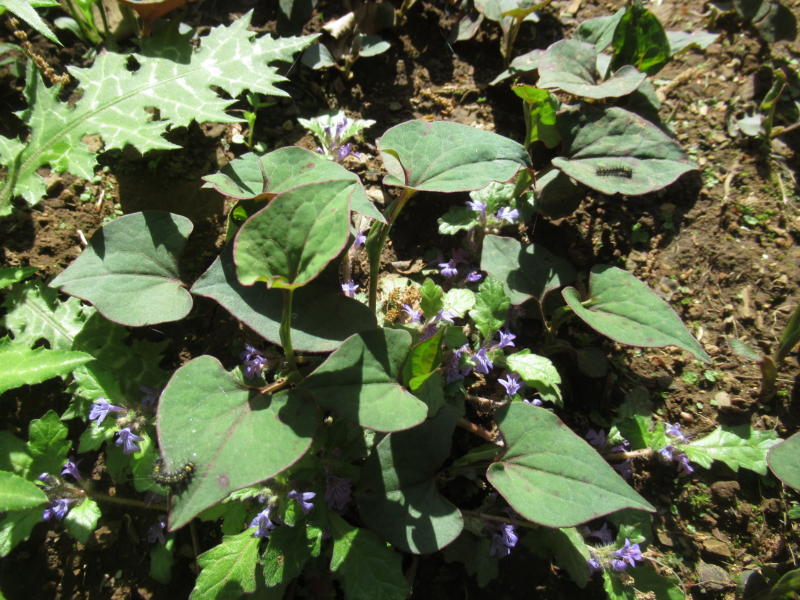 f:id:itablog:20210427105649j:plain