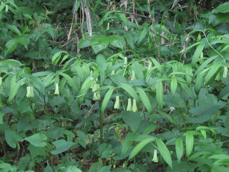 f:id:itablog:20210427114130j:plain