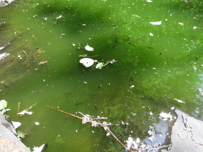 f:id:itablog:20210427120246j:plain