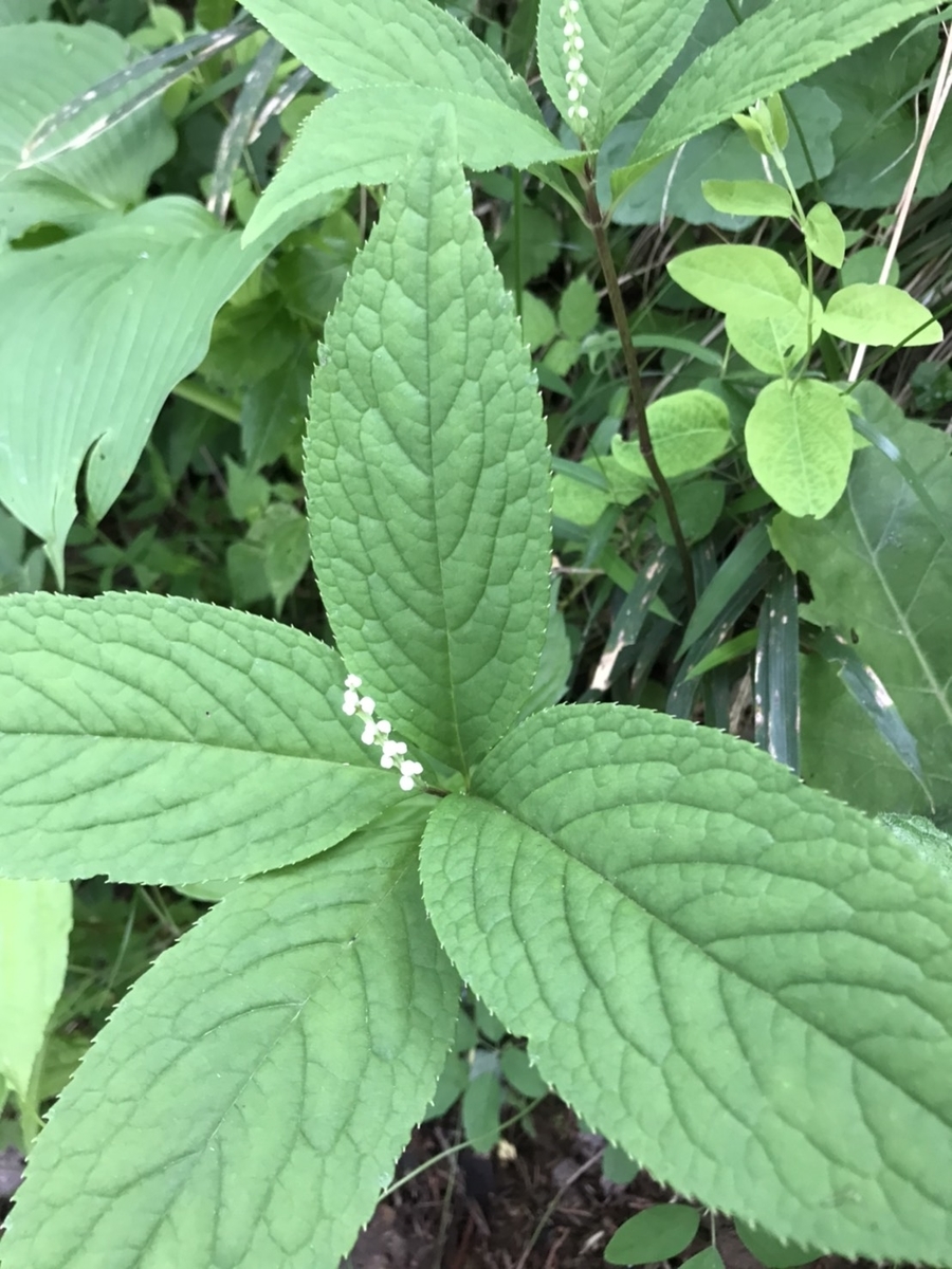 f:id:itablog:20210513084218j:plain