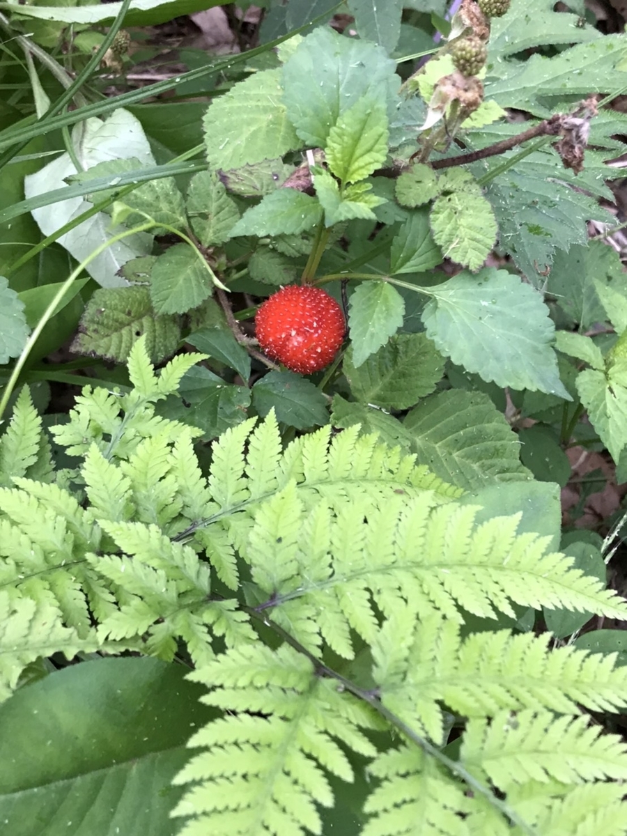 f:id:itablog:20210513084305j:plain