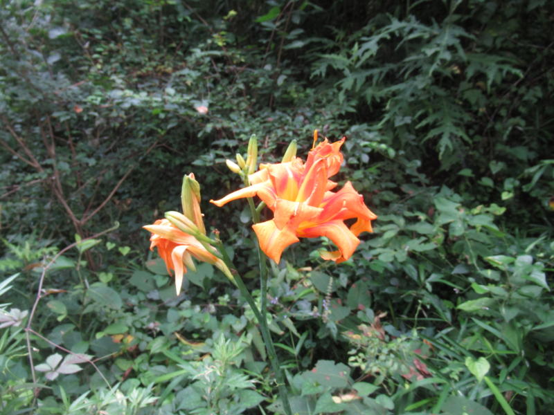 f:id:itablog:20210713120020j:plain