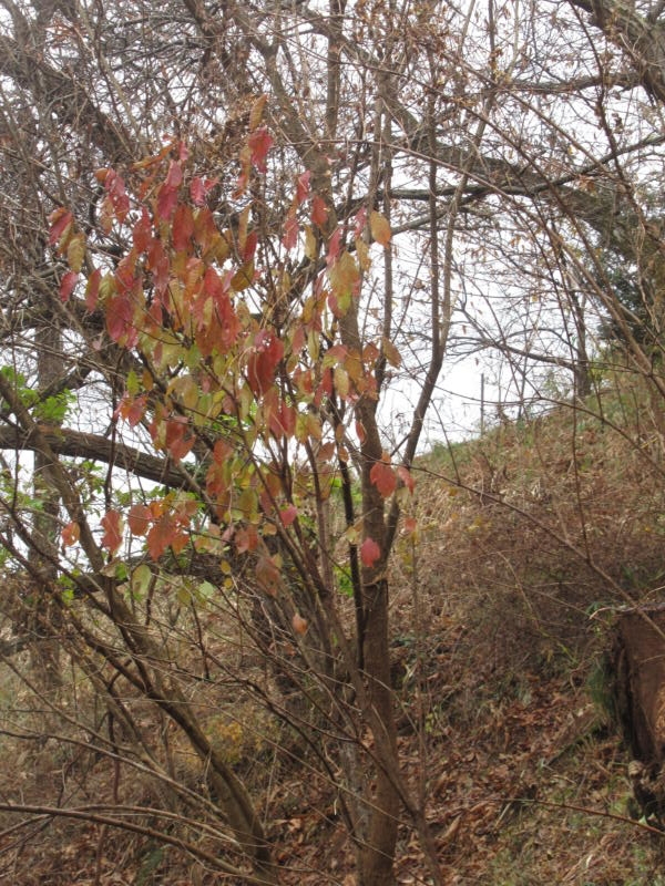f:id:itablog:20211214123400j:plain