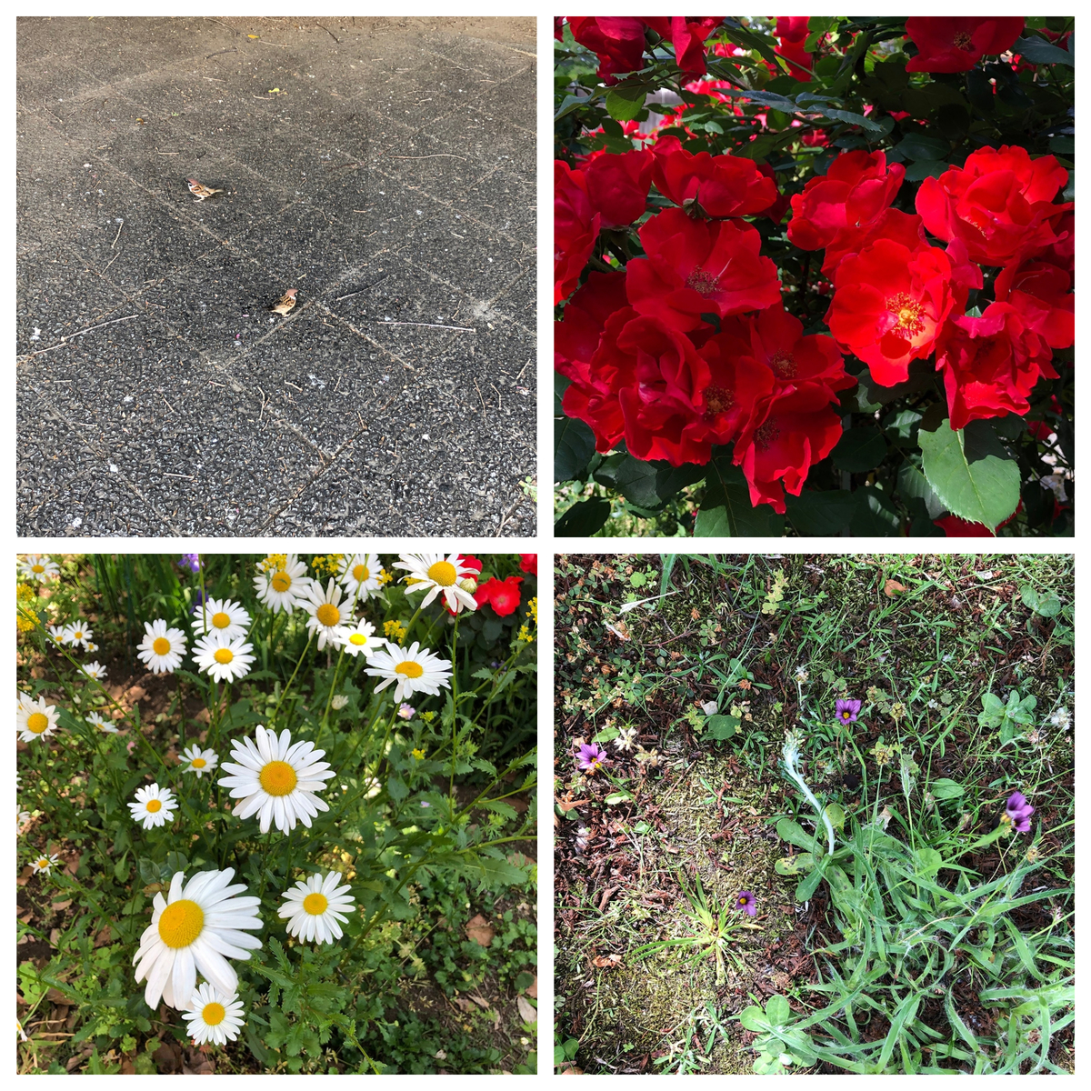 f:id:itachikk:20190521095804j:plain