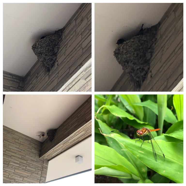 f:id:itachikk:20190701120044j:plain