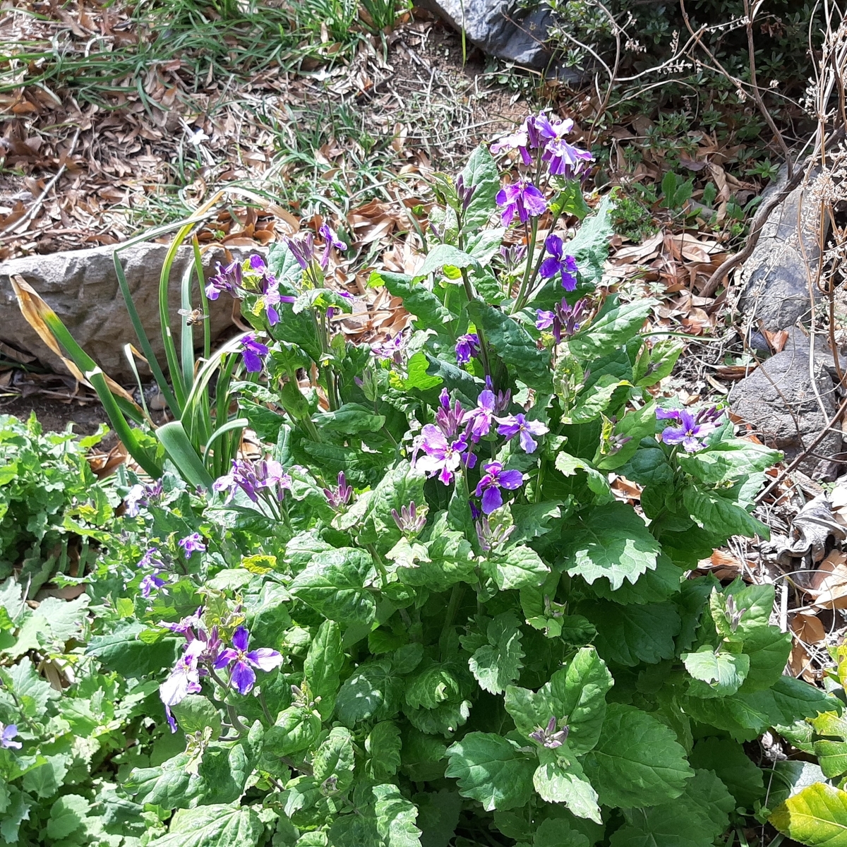 オオアラセイトウ Itadory S Blog