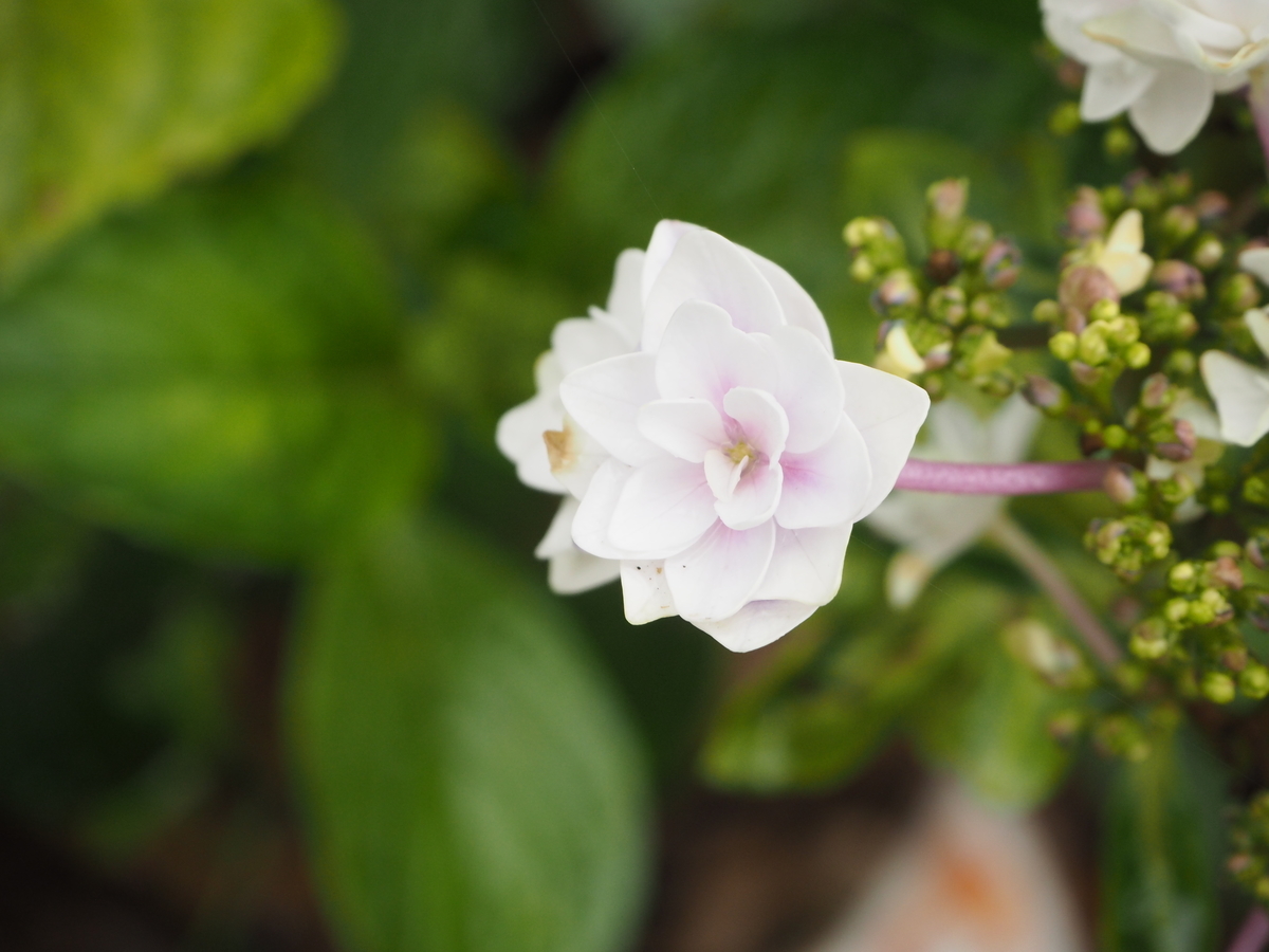 f:id:itako-chiikiokoshi2018:20190610090452j:plain f:id:itako-chiikiokoshi2018:20190610090452j:plain