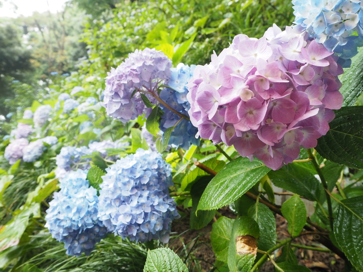 f:id:itako-chiikiokoshi2018:20190610104358j:plain f:id:itako-chiikiokoshi2018:20190610104358j:plain