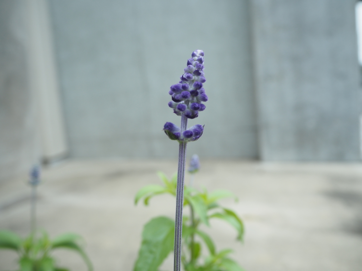 f:id:itako-chiikiokoshi2018:20190722151741j:plain f:id:itako-chiikiokoshi2018:20190722151741j:plain