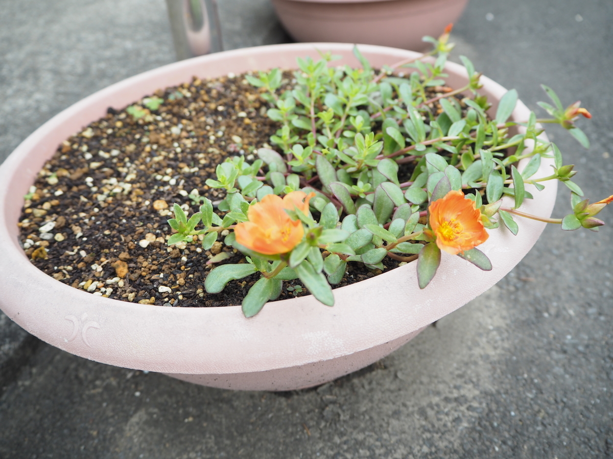f:id:itako-chiikiokoshi2018:20190722151756j:plain f:id:itako-chiikiokoshi2018:20190722151756j:plain