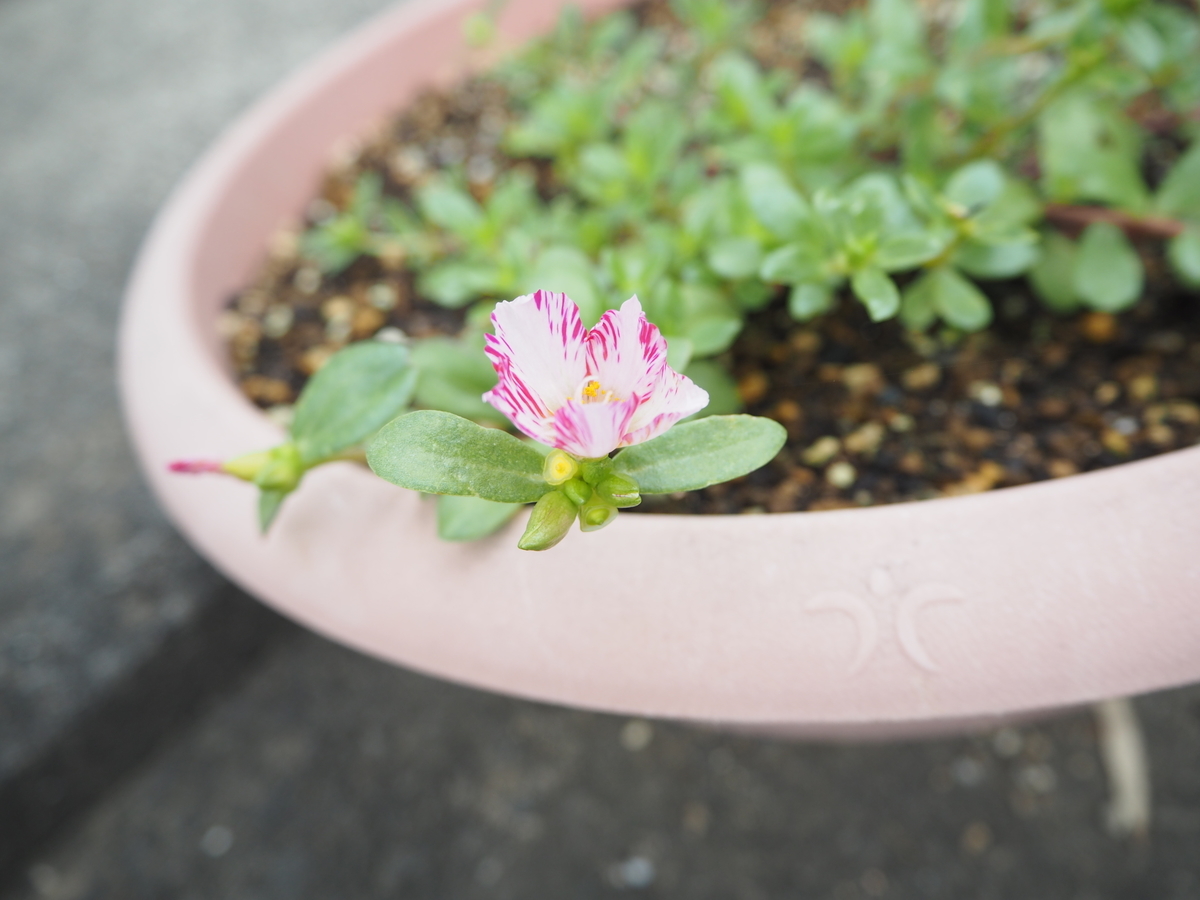f:id:itako-chiikiokoshi2018:20190722151814j:plain f:id:itako-chiikiokoshi2018:20190722151814j:plain