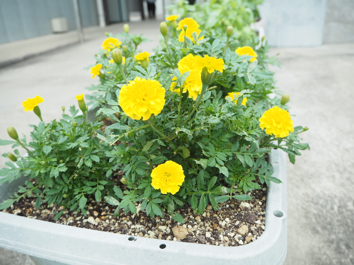 f:id:itako-chiikiokoshi2018:20190722151831j:plain f:id:itako-chiikiokoshi2018:20190722151831j:plain