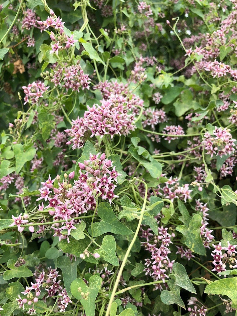 f:id:itifusa:20180807143411j:image f:id:itifusa:20180807143411j:image
