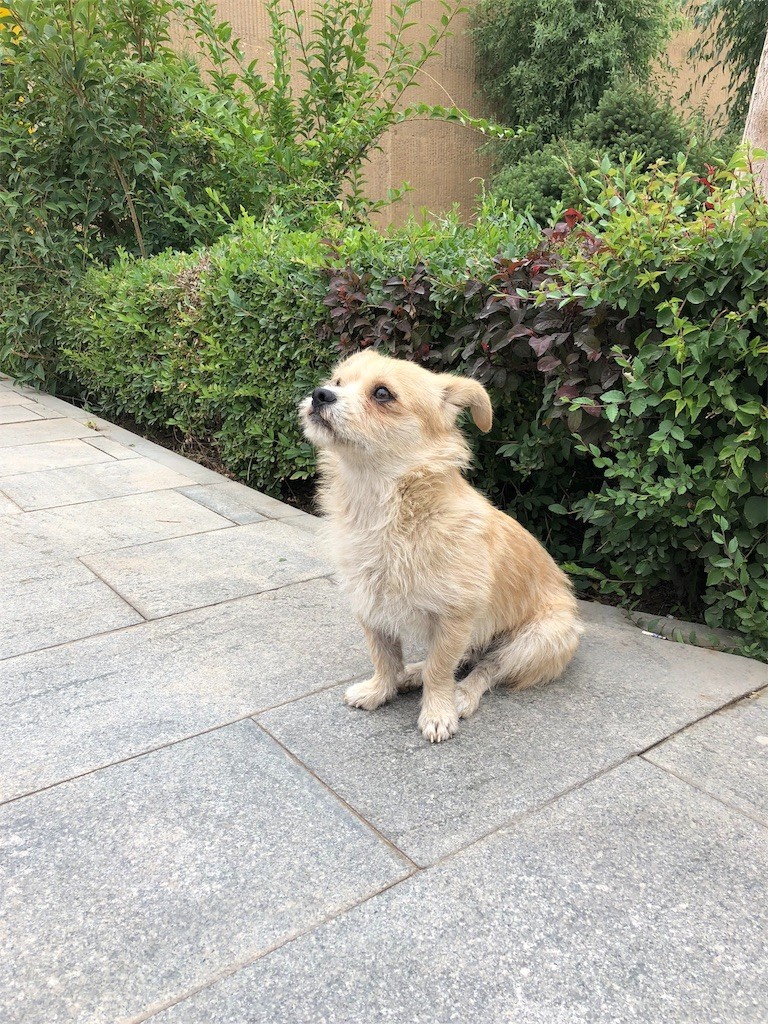 f:id:itifusa:20180808072306j:image