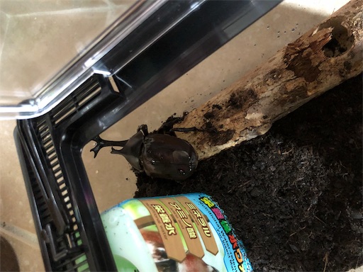 f:id:itigochans:20190721174553j:image f:id:itigochans:20190721174553j:image