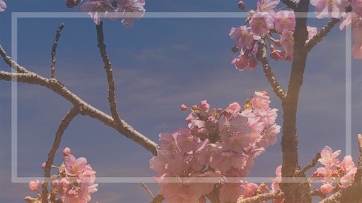 河津桜 河津桜