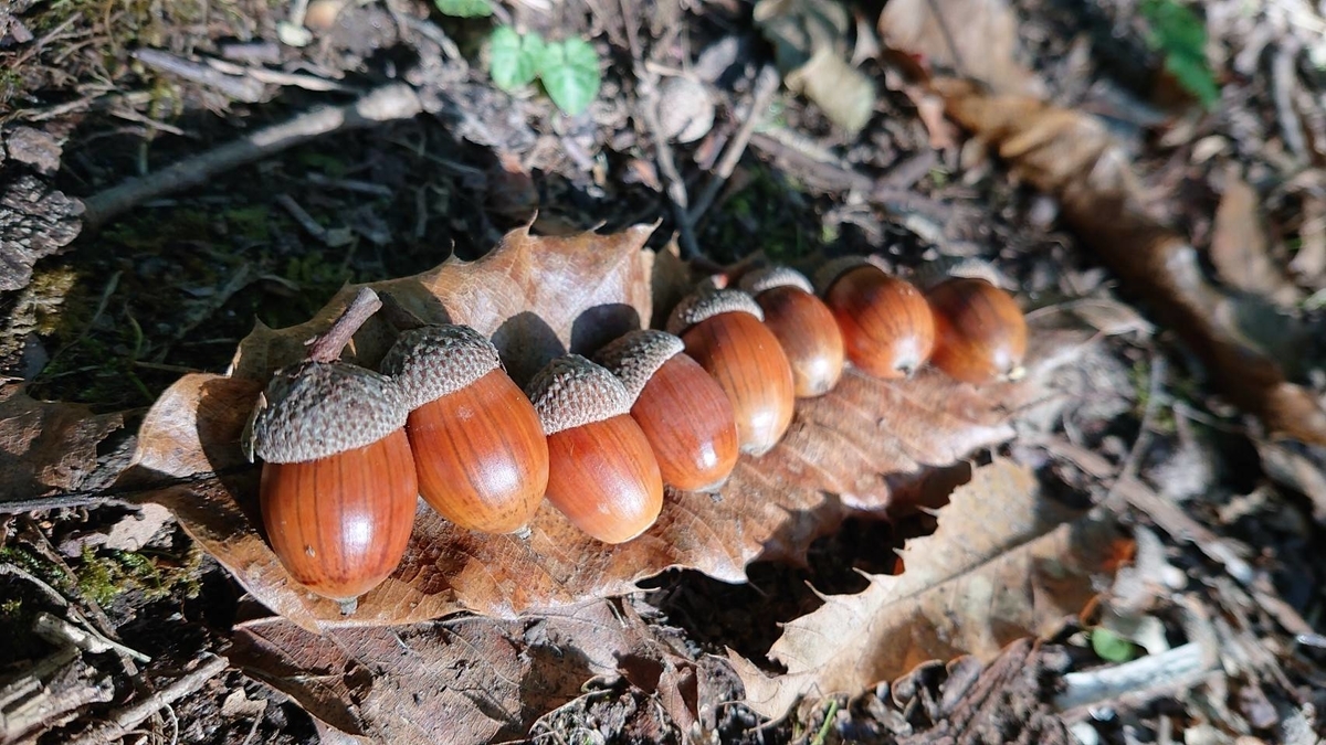 f:id:itiitikun:20191029233736j:plain