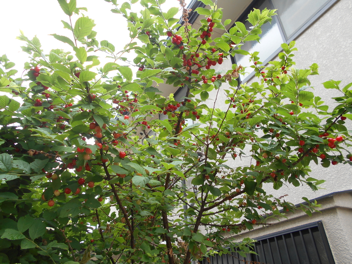 山桜桃梅 ユスラウメ こころ豊かなくらしをめざして