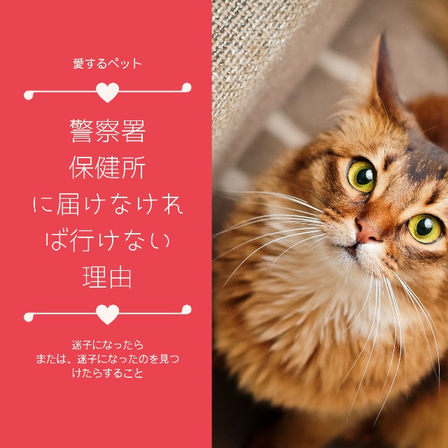 f:id:ito0325haru0605:20201022231614j:image f:id:ito0325haru0605:20201022231614j:image