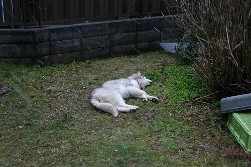 個別 雪降ってますが 行き倒れ犬 の写真 画像 我が家のワンコ 趣味の動物写真 たまに増やしています