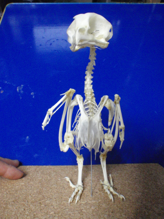 Itokeiの日記 野生動物救護的生活 奄美