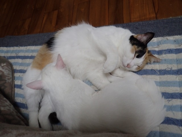 f:id:ito_kei:20180222213357j:image:w360 f:id:ito_kei:20180222213357j:image:w360