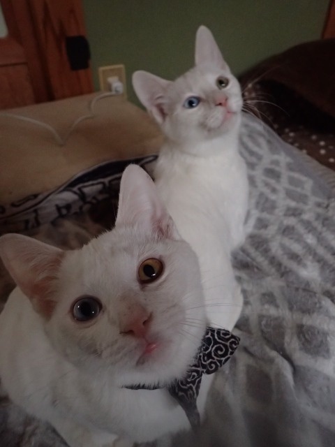 f:id:ito_kei:20180222213400j:image:w360 f:id:ito_kei:20180222213400j:image:w360