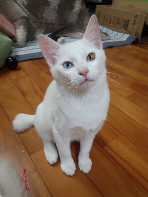 f:id:ito_kei:20180222213403j:image:w360 f:id:ito_kei:20180222213403j:image:w360