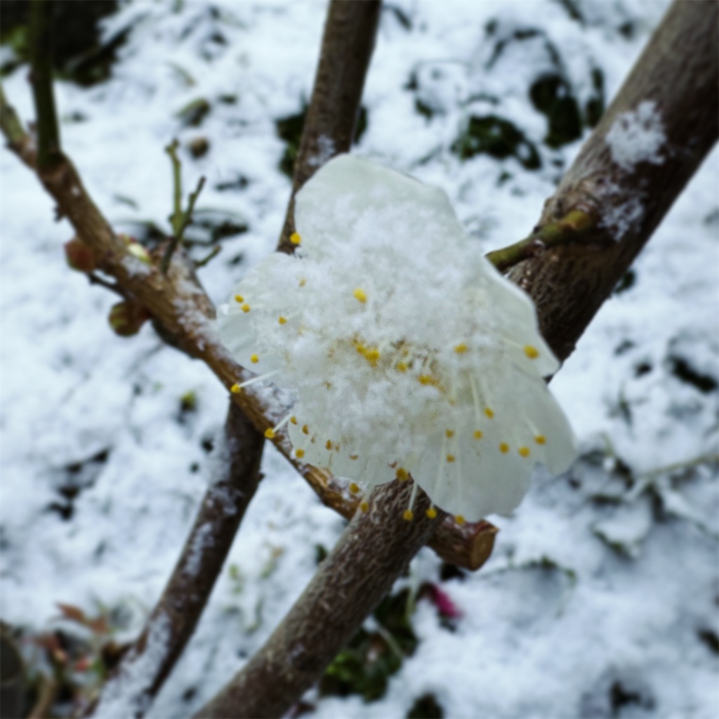 f:id:itokjp:20240125223226j:image