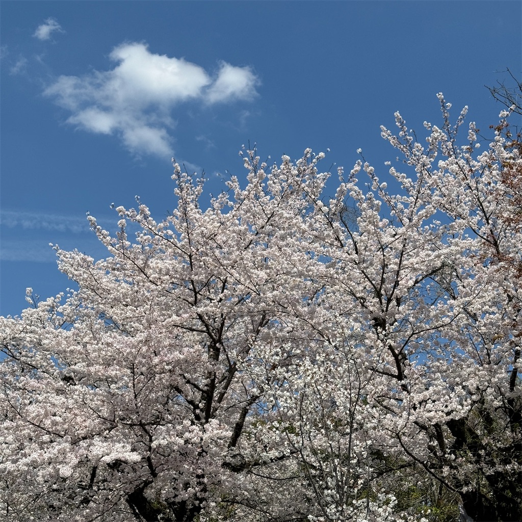 f:id:itokjp:20240407215909j:image