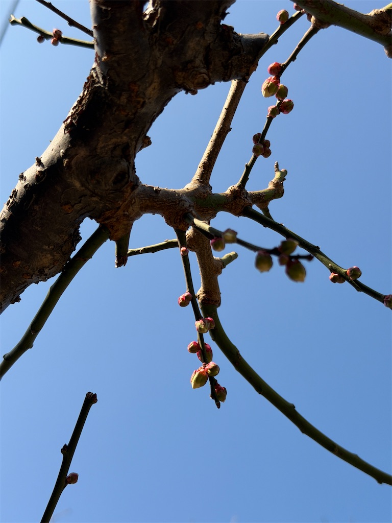 f:id:itokjp:20260120223446j:image