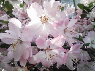 f:id:itokoichi:20070407102525j:image f:id:itokoichi:20070407102525j:image