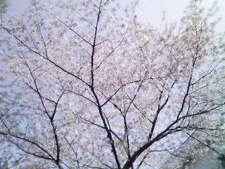 f:id:itokoichi:20070408102942j:image f:id:itokoichi:20070408102942j:image