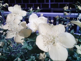 f:id:itokoichi:20070408102946j:image f:id:itokoichi:20070408102946j:image