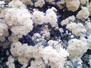 f:id:itokoichi:20070413111439j:image f:id:itokoichi:20070413111439j:image
