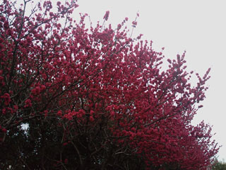 f:id:itokoichi:20080401111650j:image f:id:itokoichi:20080401111650j:image